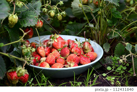 Fresh homegrown strawberries in bowl between strawberry bushes. Ripe red berries picked in home garden. Summer fruits vivid colorful background Fresh homegrown strawberries in bowl between strawberry bushes. Ripe red berries picked in home garden. Summer fruits vivid colorful background 112431840