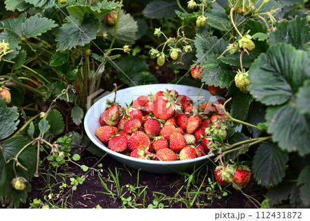 Fresh homegrown strawberries in bowl between strawberry bushes. Ripe red berries picked in home garden. Summer fruits vivid colorful background 112431872