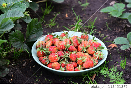Fresh homegrown strawberries in bowl between strawberry bushes. Ripe red berries picked in home garden. Summer fruits vivid colorful background Fresh homegrown strawberries in bowl between strawberry bushes. Ripe red berries picked in home garden. Summer fruits vivid colorful background 112431873