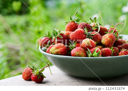 Fresh homegrown strawberries in bowl between strawberry bushes. Ripe red berries picked in home garden. Summer fruits vivid colorful background Fresh homegrown strawberries in bowl between strawberry bushes. Ripe red berries picked in home garden. Summer fruits vivid colorful background 112431874