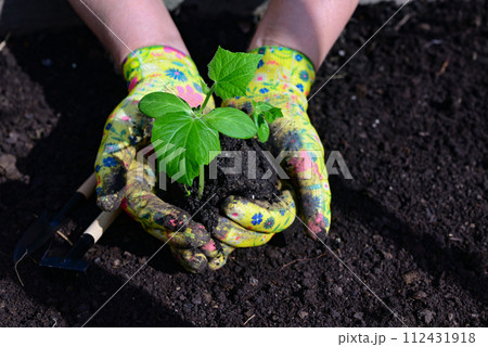 a woman's hands in gloves are transplanting seedlings of cucumbers, tomatoes from a pot into the ground, spring work in the garden, the concept of eco-products a woman's hands in gloves are transplanting seedlings of cucumbers, tomatoes from a pot into the ground, spring work in the garden, the concept of eco-products 112431918