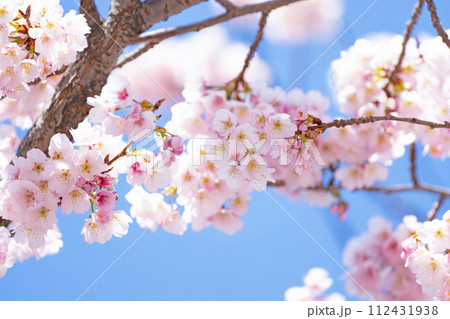 青空バックの桜 112431938