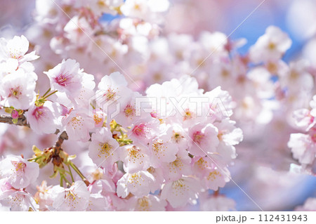 青空バックの桜 112431943