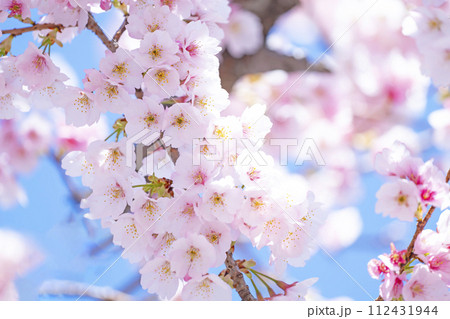 青空バックの桜 112431944