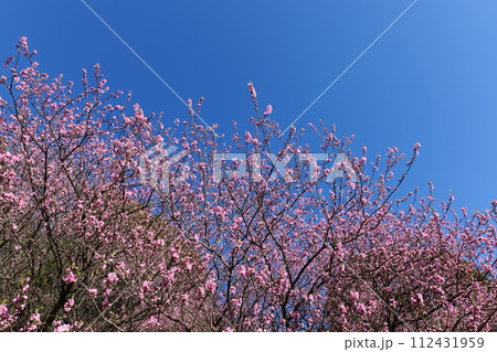 横浜, 四季の森公園の満開前の桜 112431959