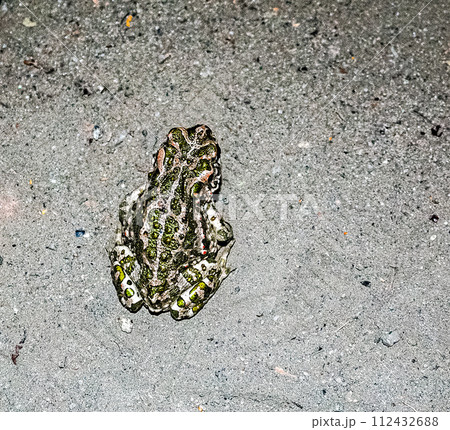 European green toad. Bufotes viridis. An amphibian sits on the asphalt. European green toad. Bufotes viridis. An amphibian sits on the asphalt. 112432688