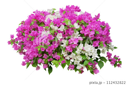Pink and white Bougainvillea flower isolated on white background 112432822
