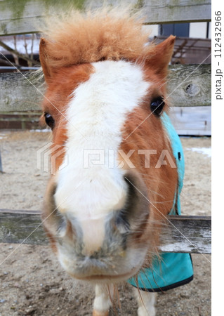 馬の顔のアップ 112432966