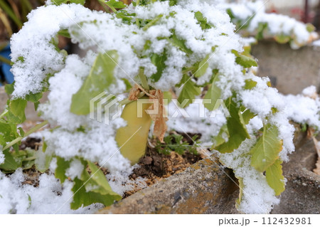 雪が積もったダイコン畑 112432981