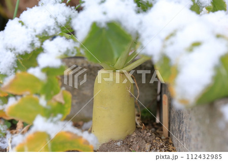 雪が積もったダイコン畑 雪が積もったダイコン畑 112432985