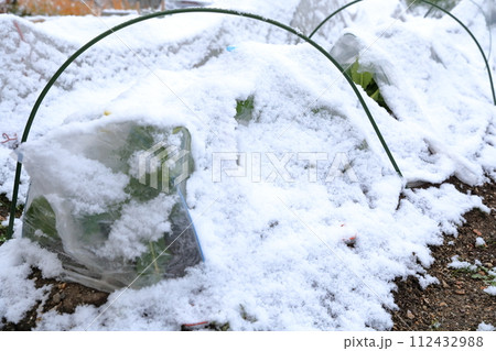 雪が積もった野菜畑 112432988