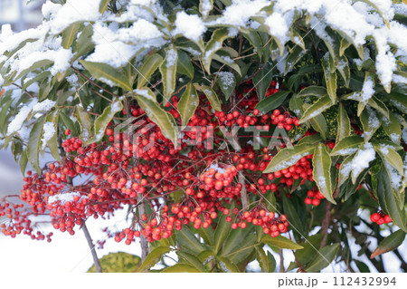 雪の積もったマンリョウ 112432994