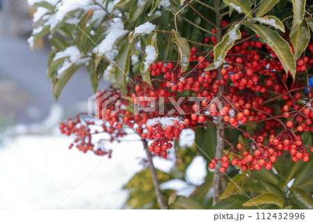 雪の積もったマンリョウ 雪の積もったマンリョウ 112432996