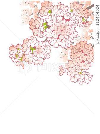 桜のデザインテンプレート。手描きの背景素材。和風。 112434024