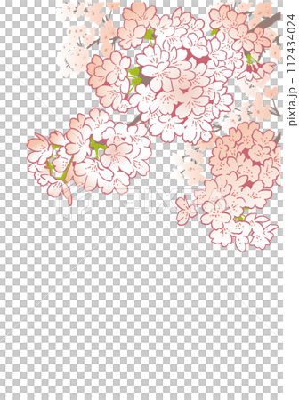 桜のデザインテンプレート。手描きの背景素材。和風。 112434024