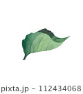 Watercolor natural green leaf Summer foliage Greenery isolated Verdant Watercolor Hand drawn botanical illustration for postcard logo pattern 112434068