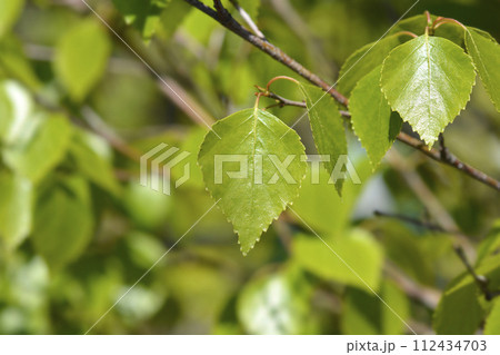 Magical Globe birch 112434703