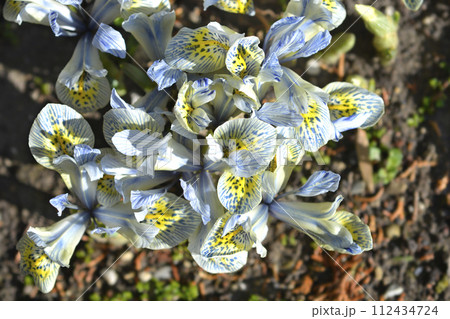 Iris Katherine Hodgkin Iris Katherine Hodgkin 112434724