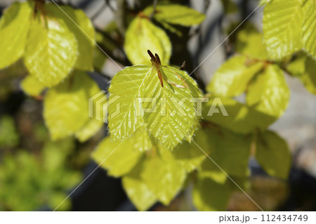 Beech Dawyck Gold 112434749
