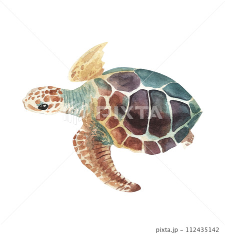 Sea turtle. Realistic, artistic, colored drawing of a sea turtle on a white background in a watercolor style. Sea Turtle Turquoise Oceanlife Art 112435142