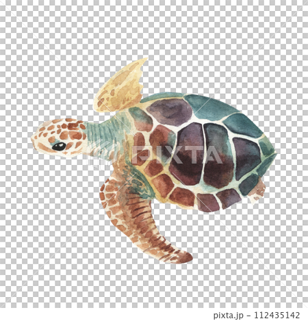Sea turtle. Realistic, artistic, colored drawing of a sea turtle on a white background in a watercolor style. Sea Turtle Turquoise Oceanlife Art 112435142