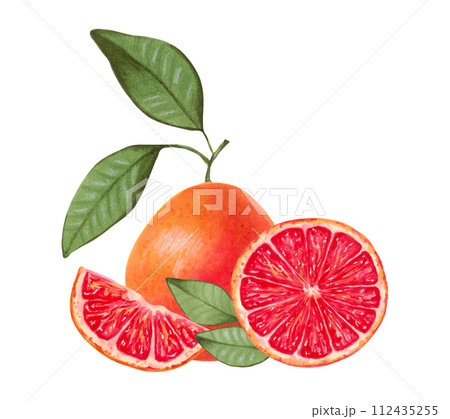 Grapefruit citrus composition. Whole and slices with natural product leaves. Watercolor and marker illustration.Ecological fruit.Hand drawn isolated art. Healthy food for food packaging, juice, menu. 112435255
