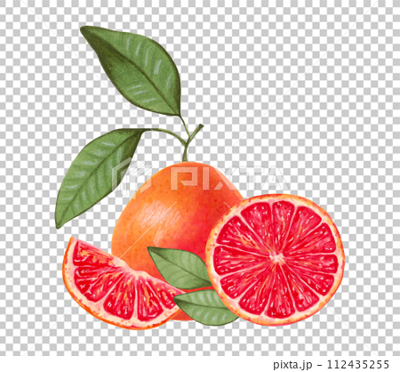 Grapefruit citrus composition. Whole and slices with natural product leaves. Watercolor and marker illustration.Ecological fruit.Hand drawn isolated art. Healthy food for food packaging, juice, menu. 112435255