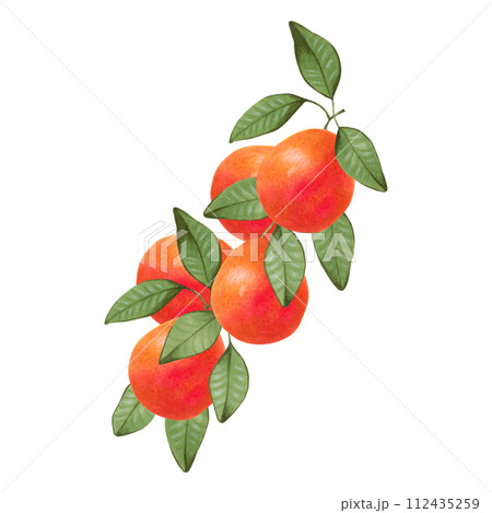 Citrus grapefruit on branches.Sketch of whole fruit with leaves.Illustration with watercolor and markers.Hand drawn isolated art. Botanical healthy food. Design for food packaging, juices, menu. Citrus grapefruit on branches.Sketch of whole fruit with leaves.Illustration with watercolor and markers.Hand drawn isolated art. Botanical healthy food. Design for food packaging, juices, menu. 112435259
