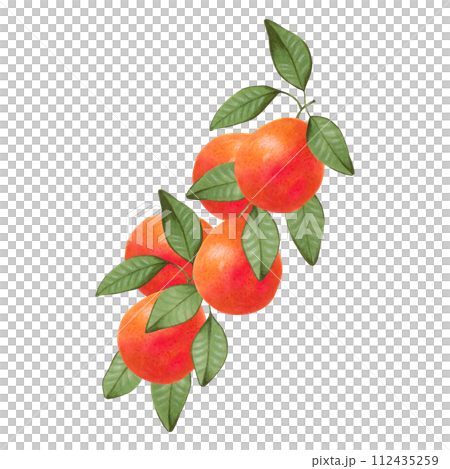 Citrus grapefruit on branches.Sketch of whole fruit with leaves.Illustration with watercolor and markers.Hand drawn isolated art. Botanical healthy food. Design for food packaging, juices, menu. Citrus grapefruit on branches.Sketch of whole fruit with leaves.Illustration with watercolor and markers.Hand drawn isolated art. Botanical healthy food. Design for food packaging, juices, menu. 112435259