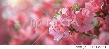 Pink Flowers Blooming in Sunlight 112435331