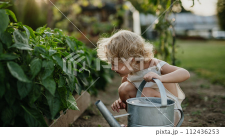 Little girl squatting by raised garden bed, holding metal watering can. Caring for vegetable garden and growing, planting spring vegetables. 112436253
