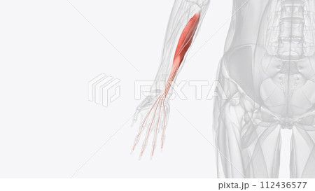 The flexor digitorum profundus is a muscle in the forearm of humans that flexes the fingers 112436577