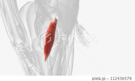 Gluteus minimus is the smallest muscle of the glutei 112436579