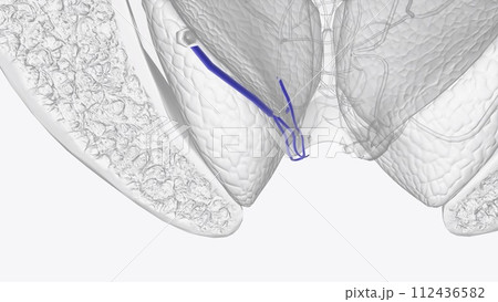 The inferior rectal veins are located in the external hemorrhoidal plexus 112436582