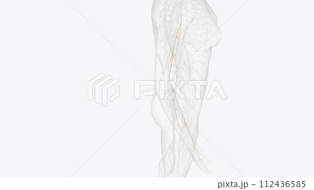 musculocutaneous nerve and terminal branches 112436585