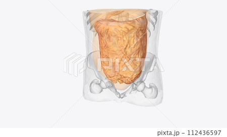 The abdominal viscera can be divided anatomically by their relationship to the peritoneum 112436597