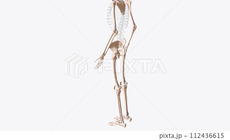 The appendicular skeleton is one of two major bone groups in the body The appendicular skeleton is one of two major bone groups in the body 112436615