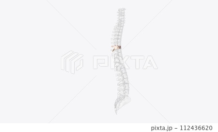 The T7 vertebra is the seventh thoracic vertebra, found in the middle of the chest between the seventh and eighth pairs of ribs The T7 vertebra is the seventh thoracic vertebra, found in the middle of the chest between the seventh and eighth pairs of ribs 112436620