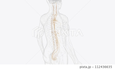 The autonomic nervous system is a component of the peripheral nervous system that regulates involuntary physiologic processes including heart rate The autonomic nervous system is a component of the peripheral nervous system that regulates involuntary physiologic processes including heart rate 112436635