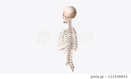 axial skeleton is made up of the 80 bones within the central core of your body 112436641