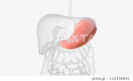 The stomach is a J-shaped organ that digests food 112436642