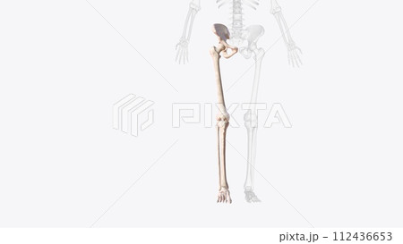 Bones of right Iower limb Bones of right Iower limb 112436653