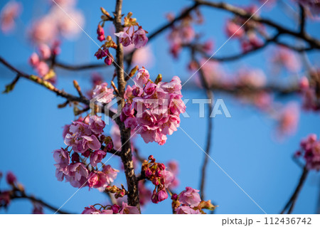日本の岡山県倉敷市の可憐で美しい河津桜 112436742