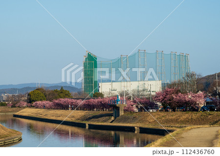 日本の岡山県倉敷市の可憐で美しい河津桜 112436760