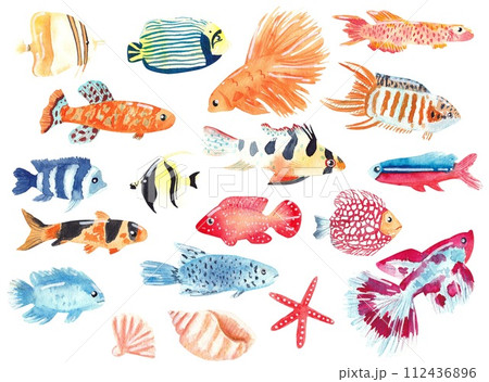 Set of hand drawn watercolor colorful fishes isolated on white background. Marine life, water world 112436896