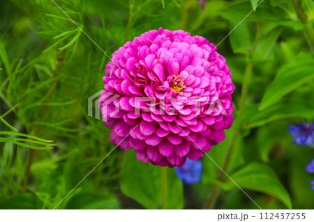 Pink zinnia flower in garden 112437255