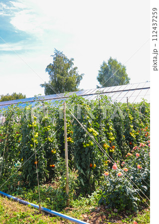 Tomato plants growing in organic vegetable garden Tomato plants growing in organic vegetable garden 112437259