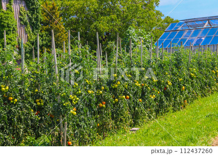 Tomato plants growing in organic vegetable garden 112437260