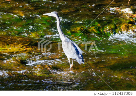Grey heron (Ardea cinerea) in a river 112437309