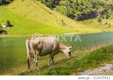 Cow grazing near Lake Seealpsee in the Swiss Alps, Switzerland Cow grazing near Lake Seealpsee in the Swiss Alps, Switzerland 112437412